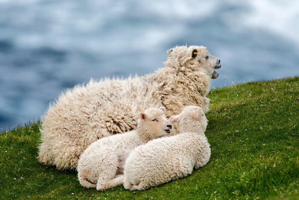 Shetland 291 copia